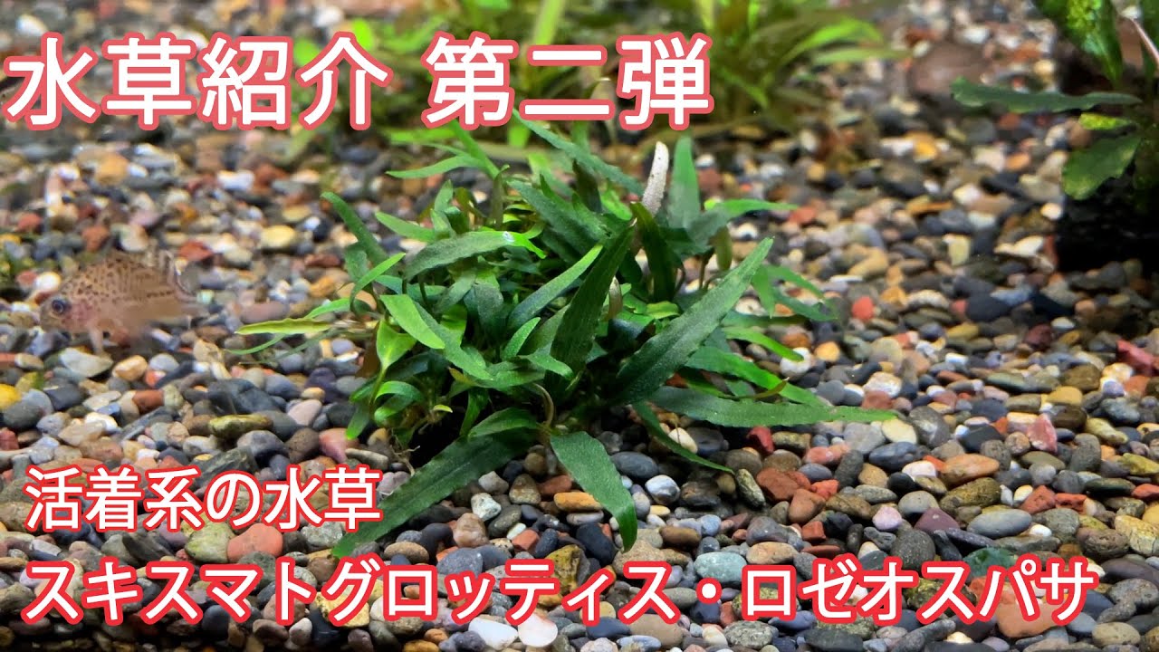 スキスマトグロッティス ロンギスパサ タイプ2