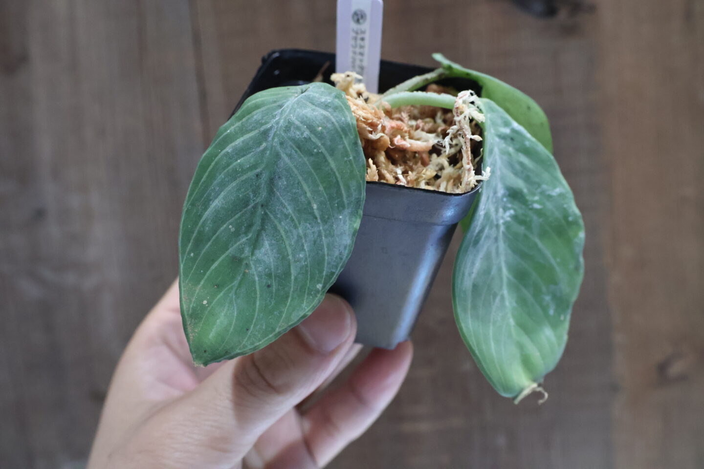 スキスマトグロッティス ロンギスパサ