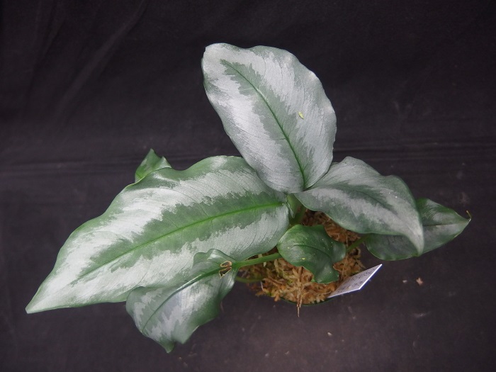 スキスマトグロッティス sp. グリーンアーミー