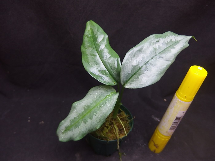 スキスマトグロッティス sp. グリーンシンタン