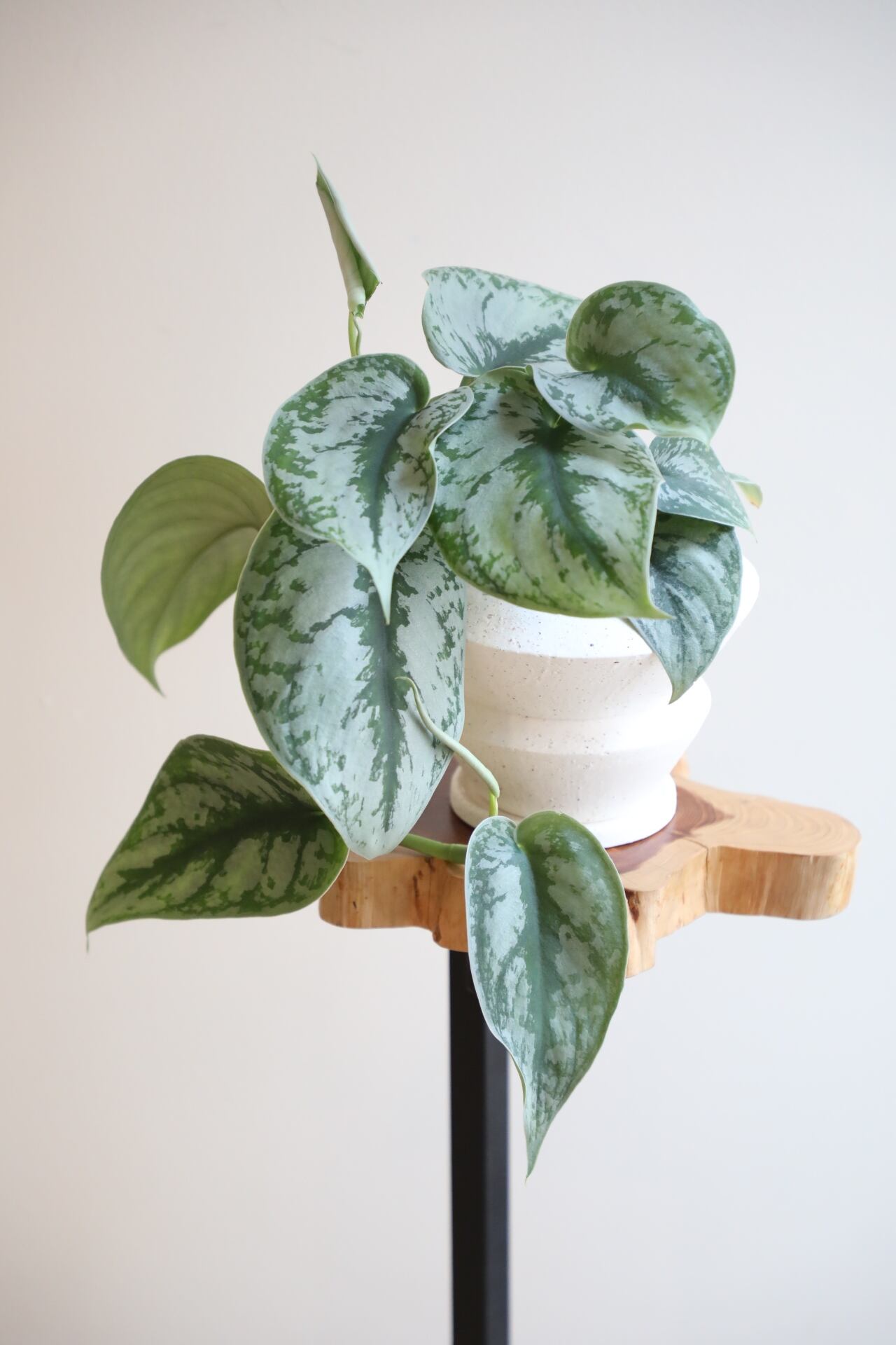 スキンダプサス トレビー コンステレーション