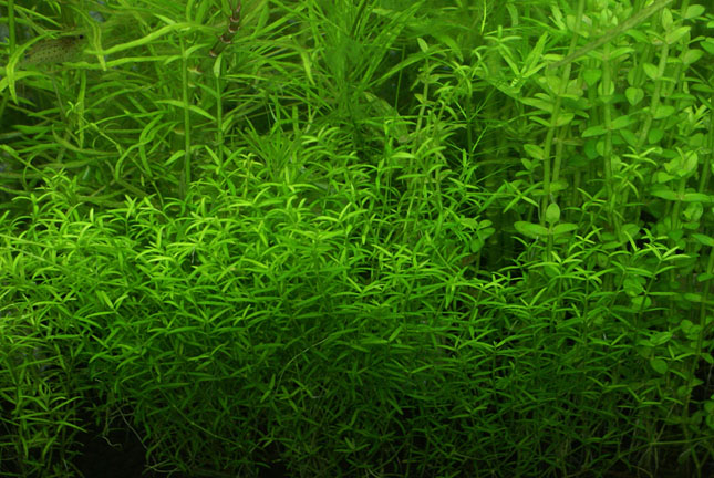 スズメノハコベ