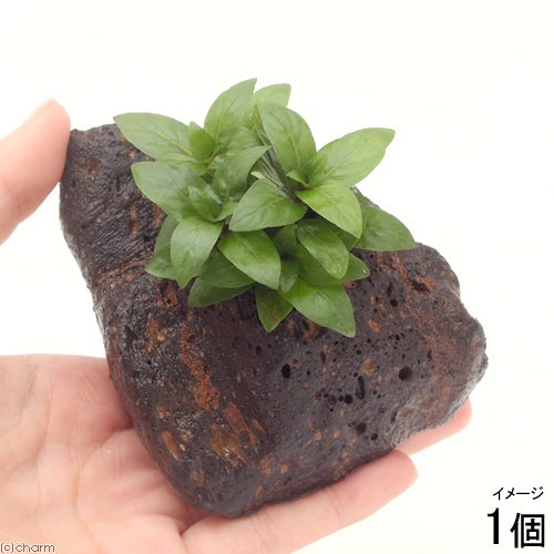 ストロギネ レペンス