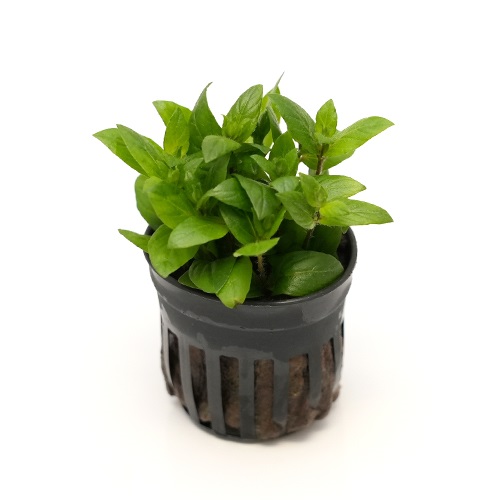 ストロギネ sp. 'NARROW LEAF'