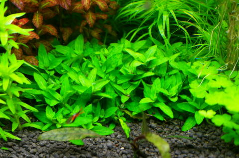 ストロギネ sp. 'Porto Velho'