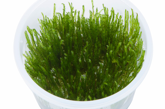 スパイキーモス