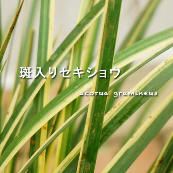 セキショウ 斑入り
