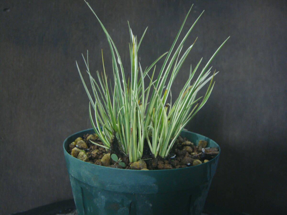 セキショウ 斑入り