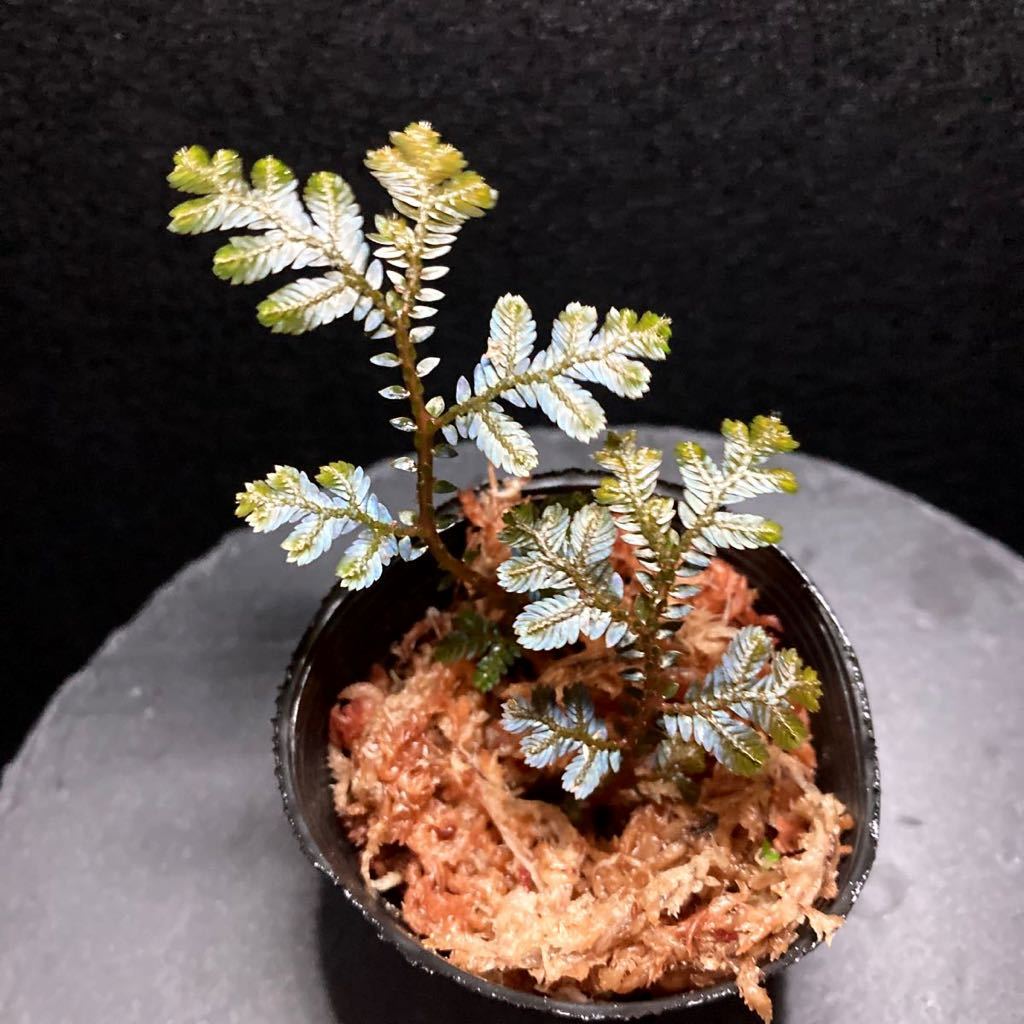 セラギネラ ワリチー