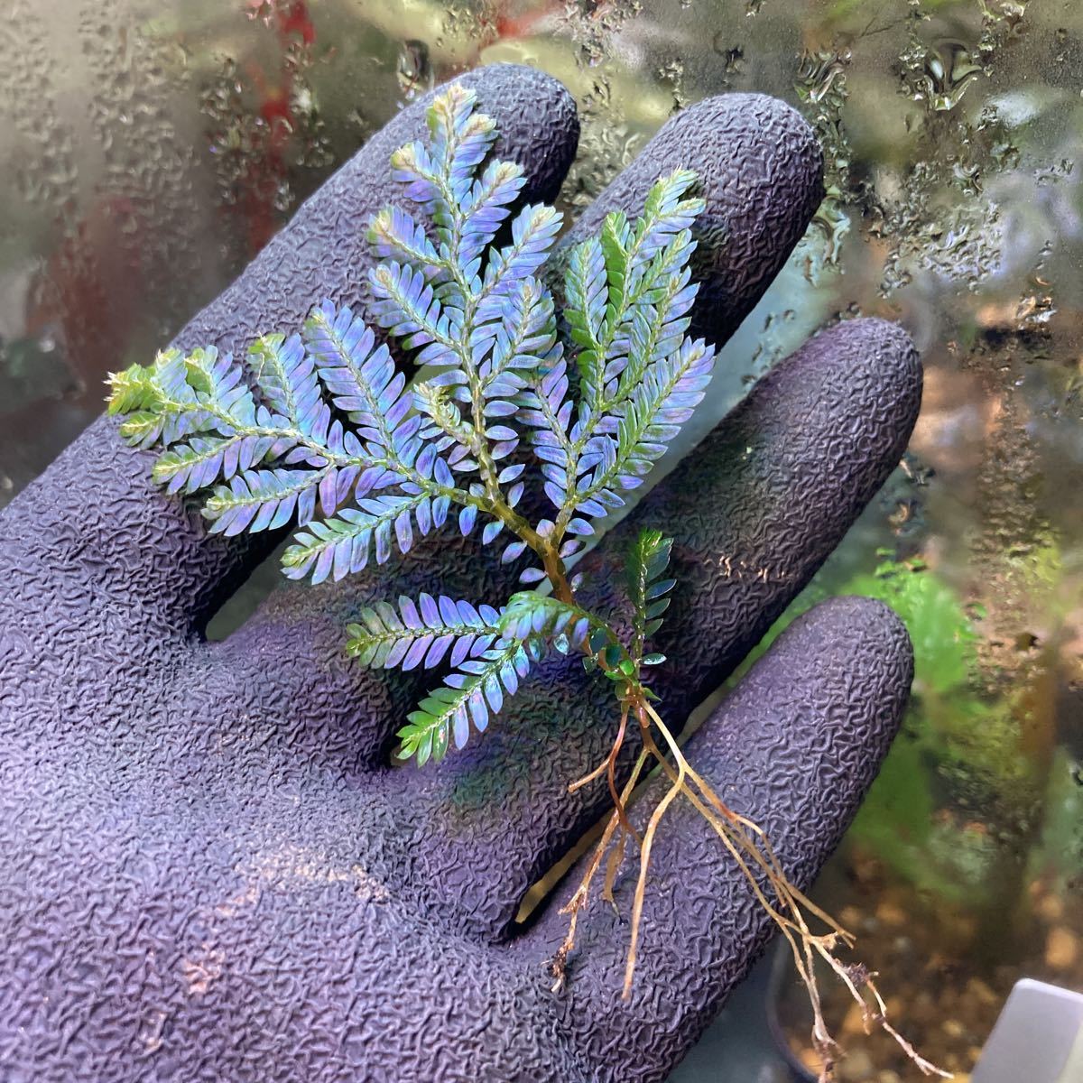 セラギネラ sp. フィリピン