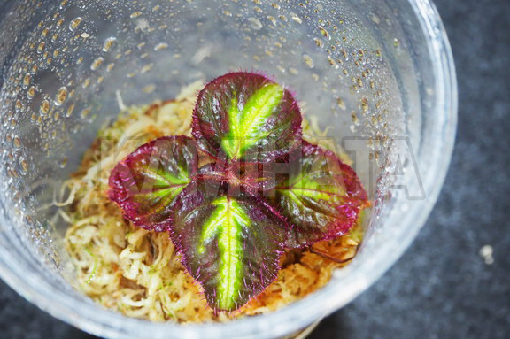 ソネリラ sp. 'BRIGHT LINE TYPE'