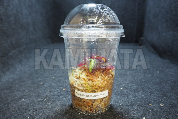 ソネリラ sp. 'PURPLE TYPE'