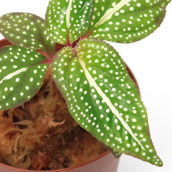 ソネリラ sp. 'WHITE SPOT TYPE'