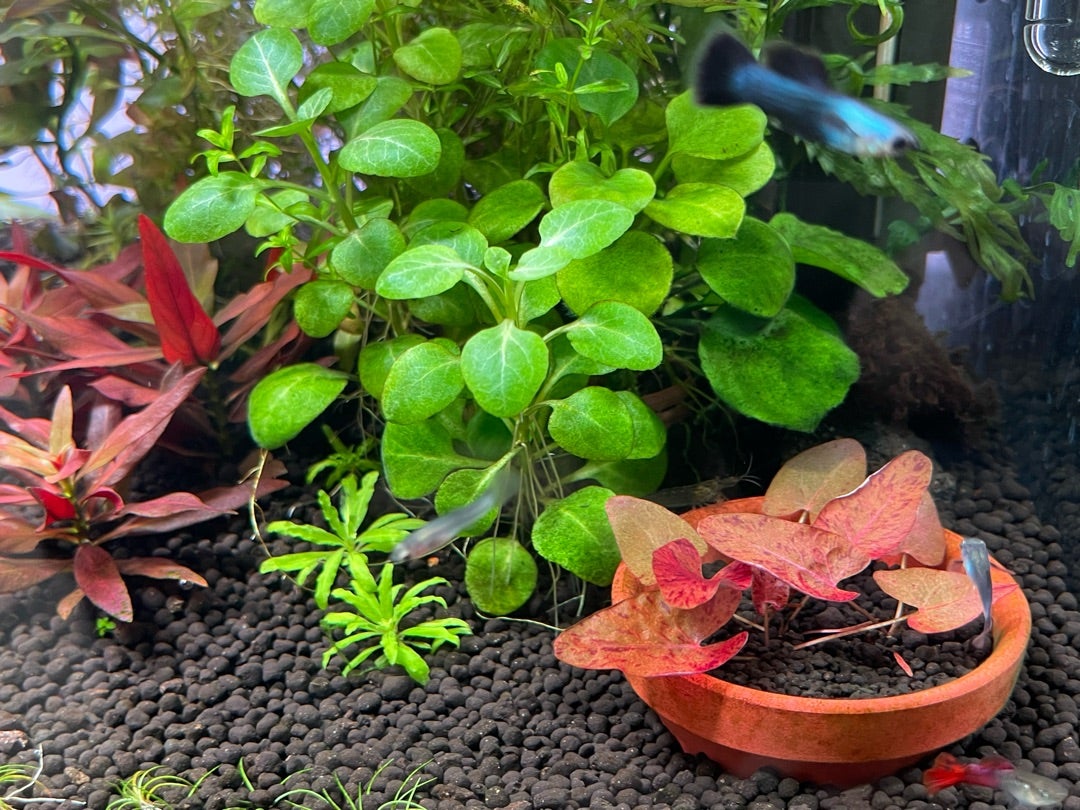 タイガーロータス ゼンケリー