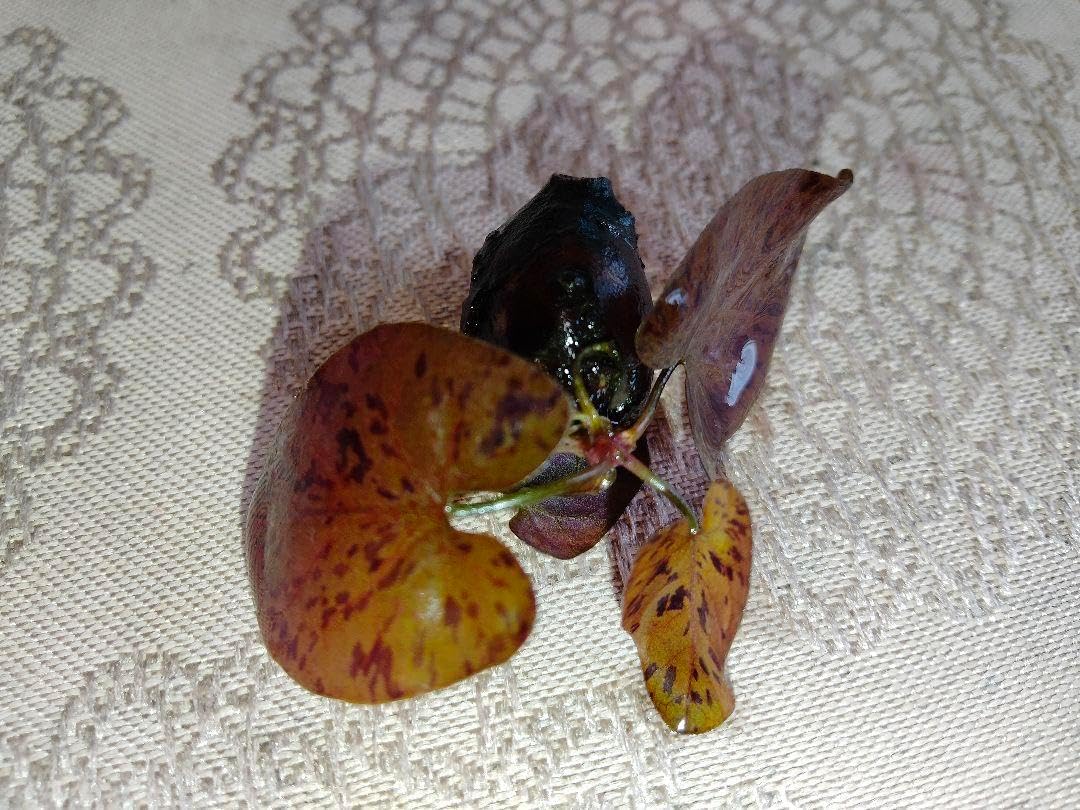 タイガーロータス レッド