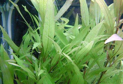 タイストリクタ