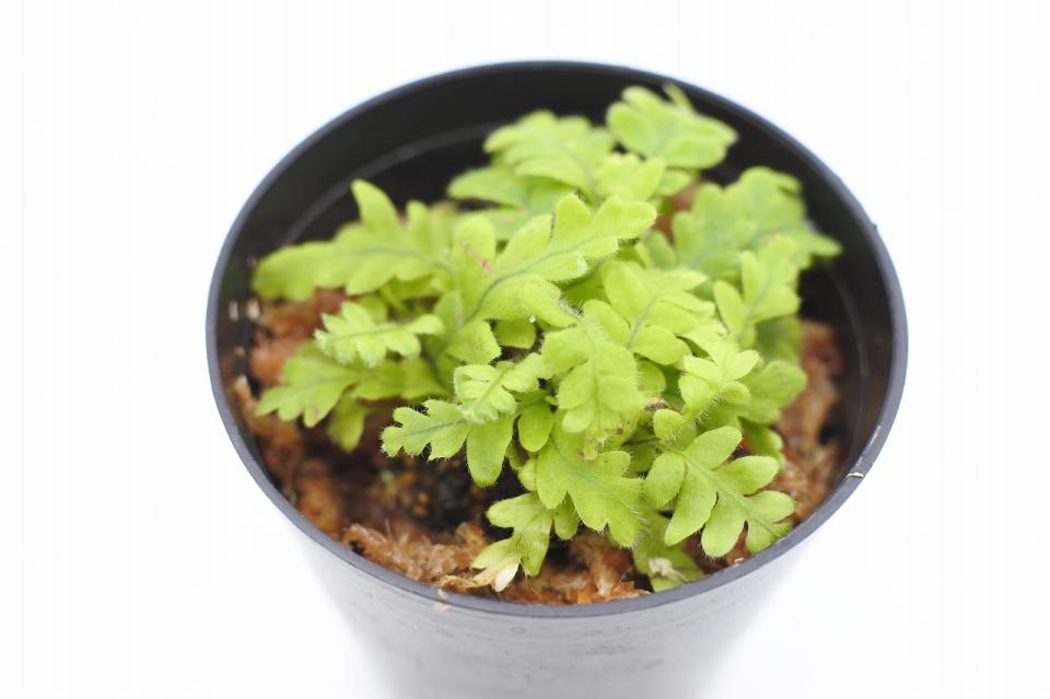 タイワンアオネカズラ