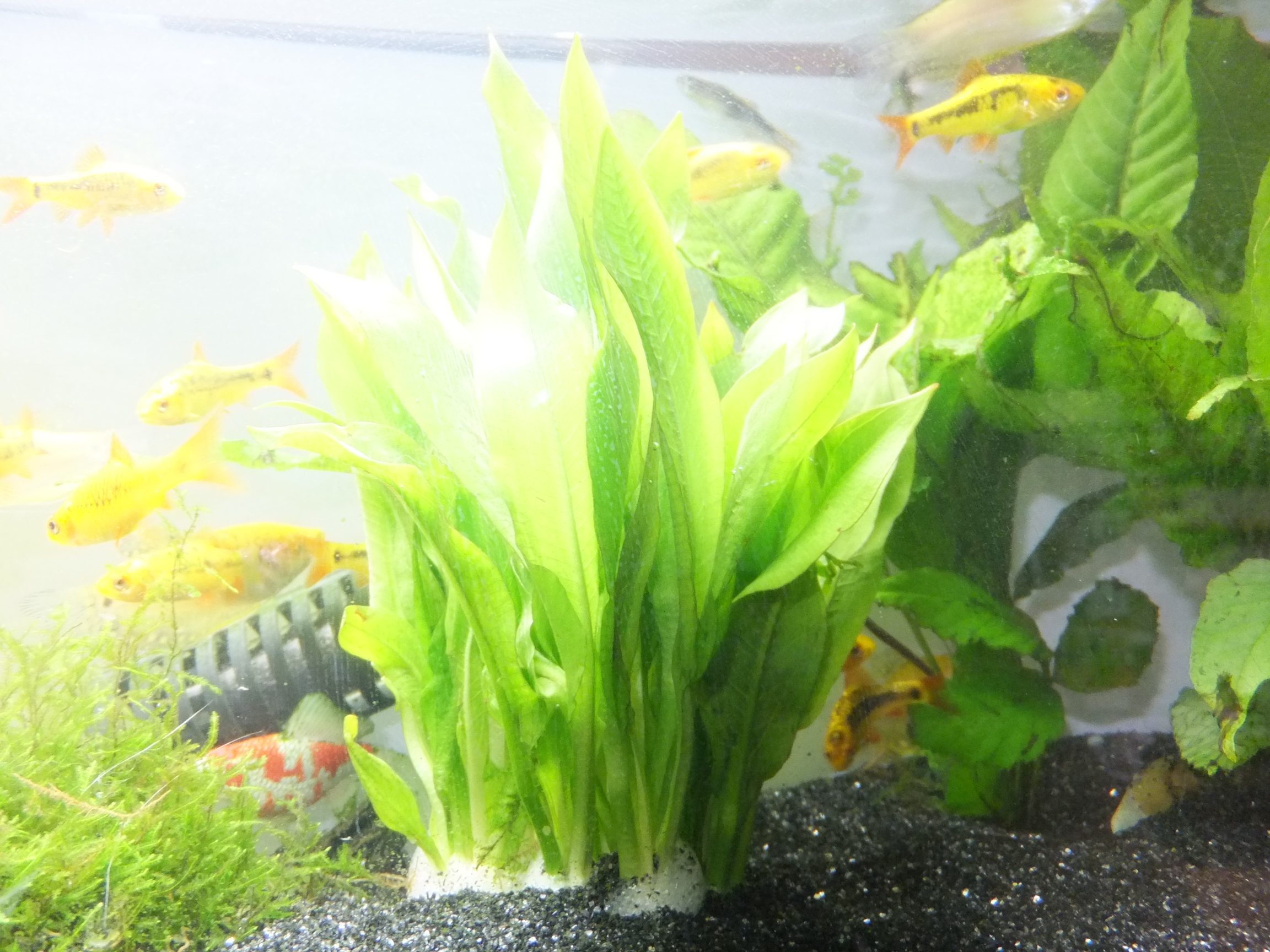 チェーン アマゾンソード