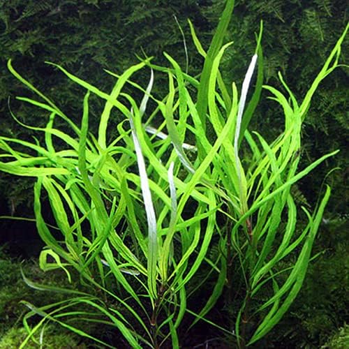 ツーテンプルプラント