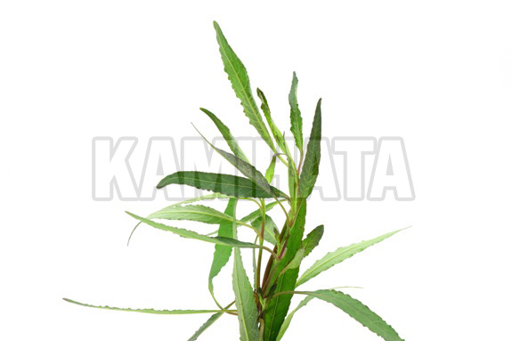 テンプルプラント