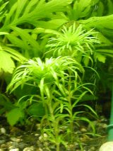 トニナ フルビアテリス