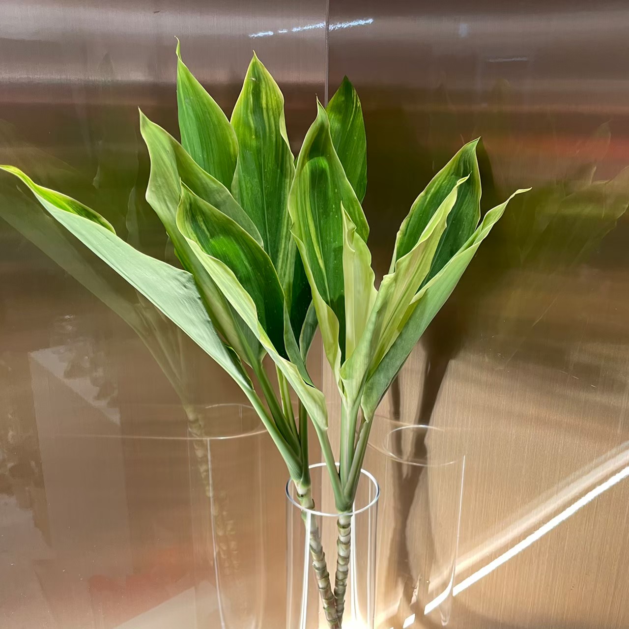 ドラセナ レッド