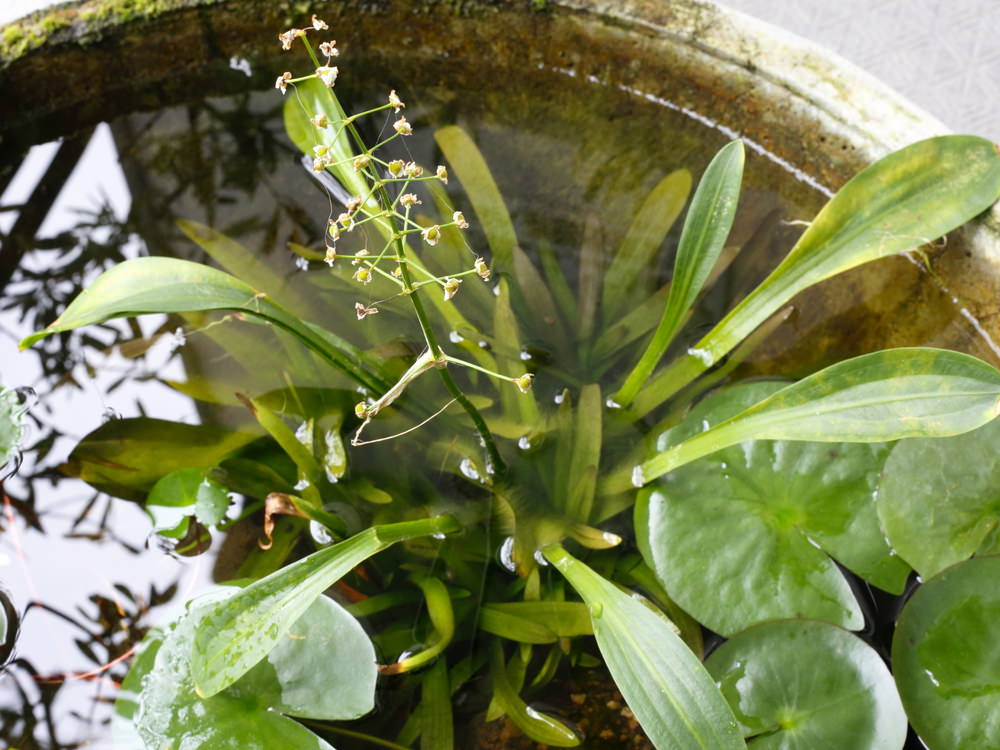 ナガバオモダカ