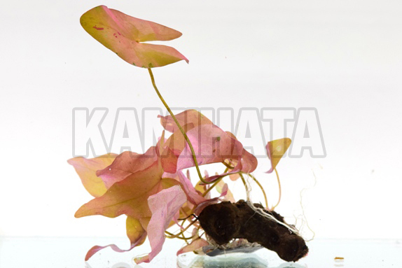 ニムファ ステラータ