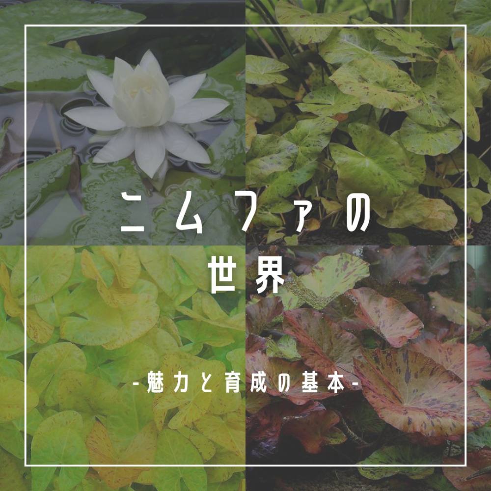 ニムファ ミクランサ