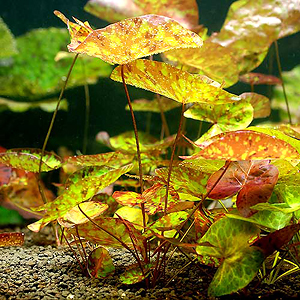 ニムファ ルブラ