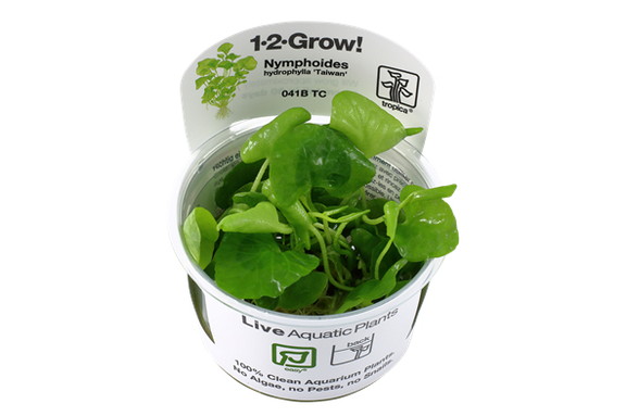 ニムフォイデス sp. タイワン