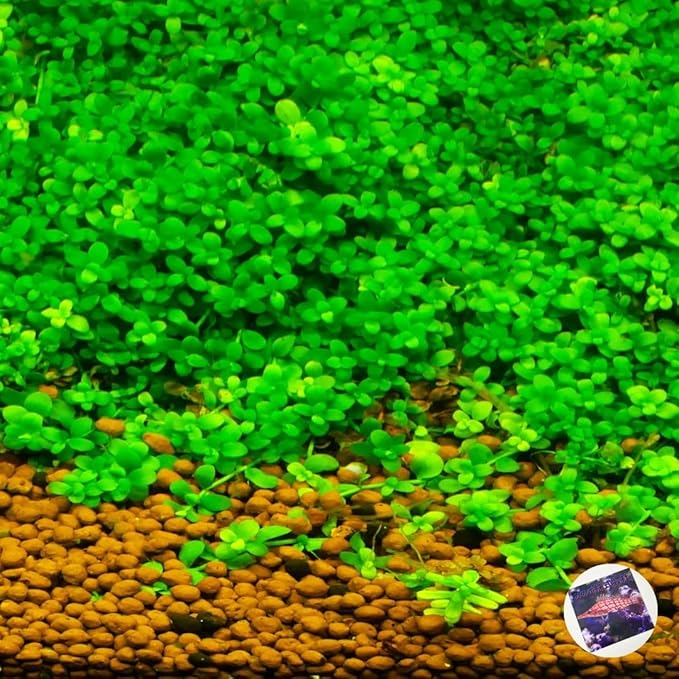 ニューラージパールグラス