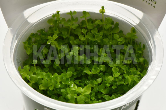 ニューラージパール