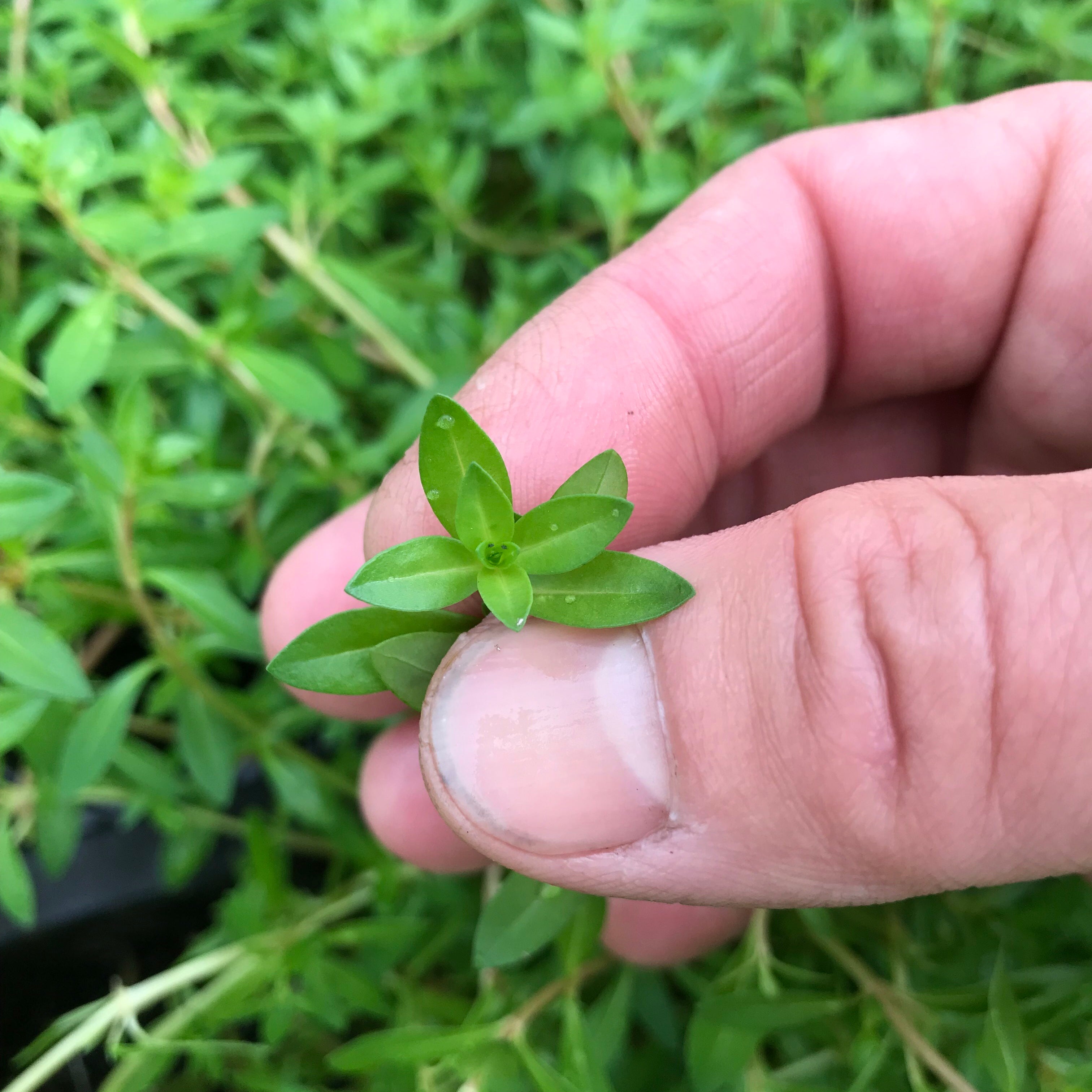 ニードルリーフルドウィジア