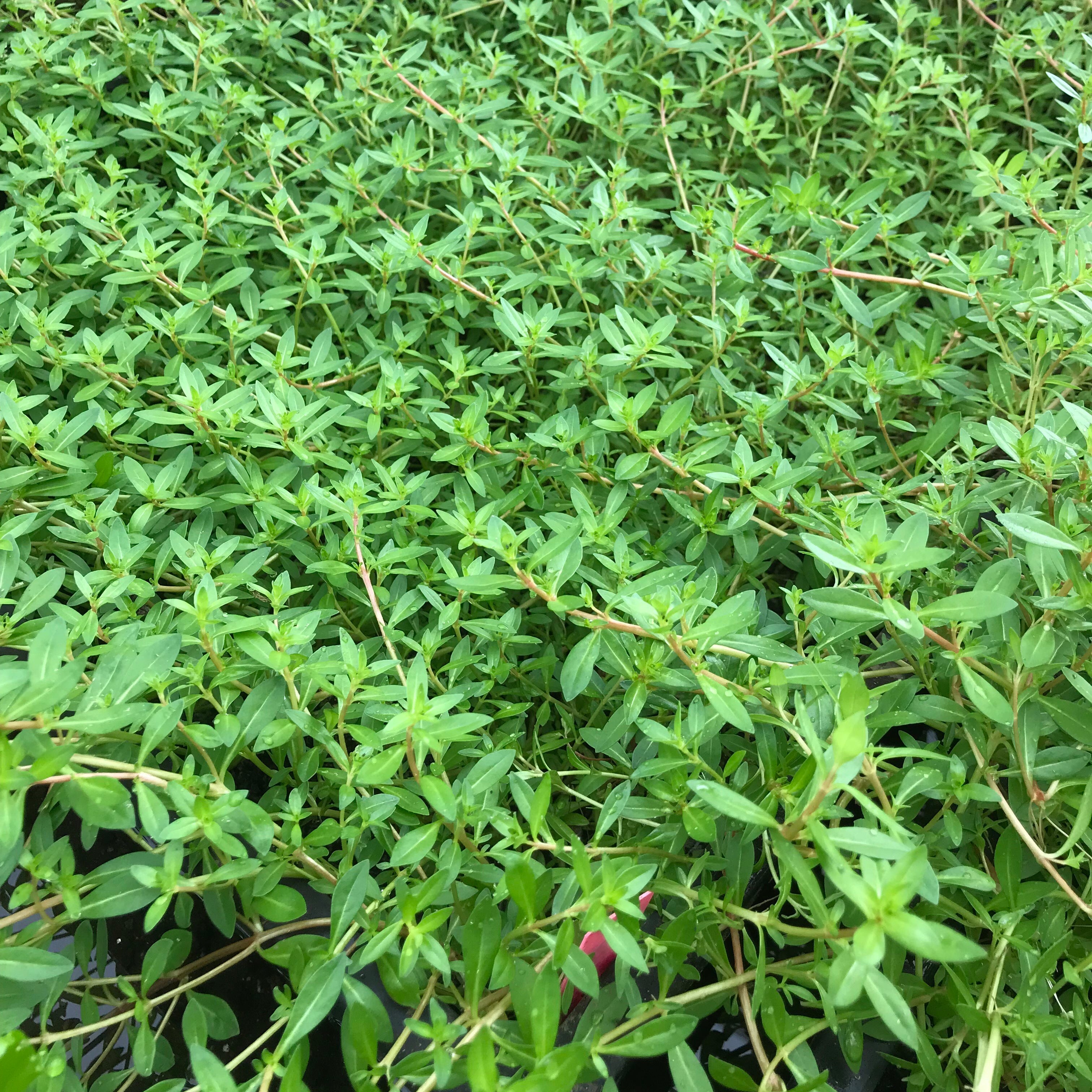 ニードルリーフルドヴィジア