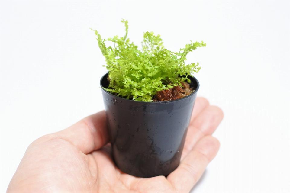 ネフロレピス コットンキャンディ