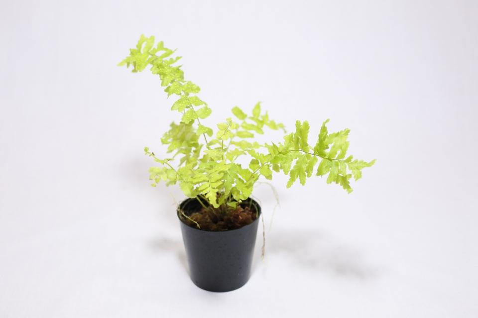 ネフロレピス 'シヴァ'