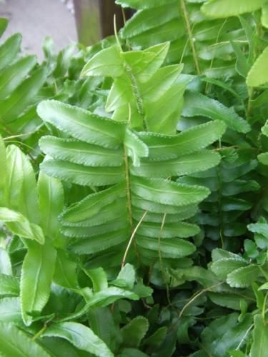 ネフロレピス 'スティングレイ'