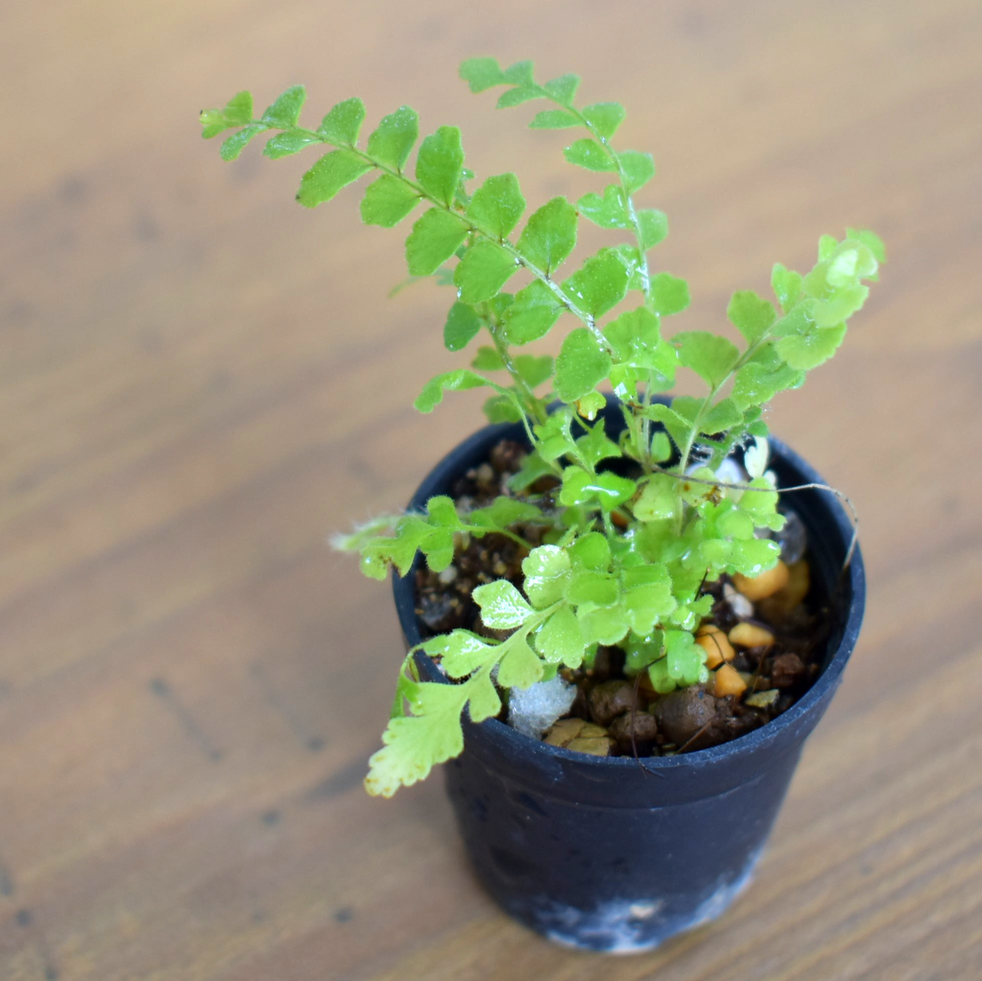 ネフロレピス 'ダッフィー'