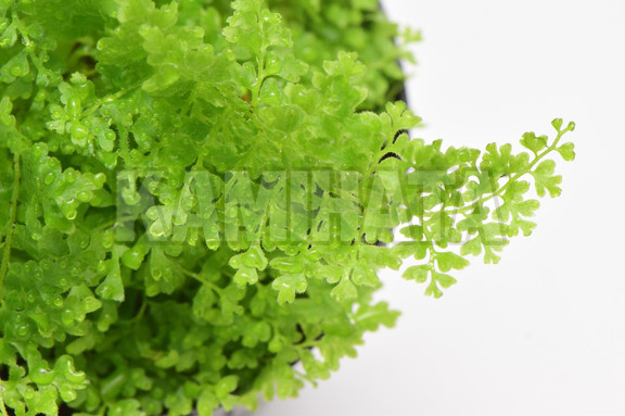 ネフロレピス 'ポンポン'