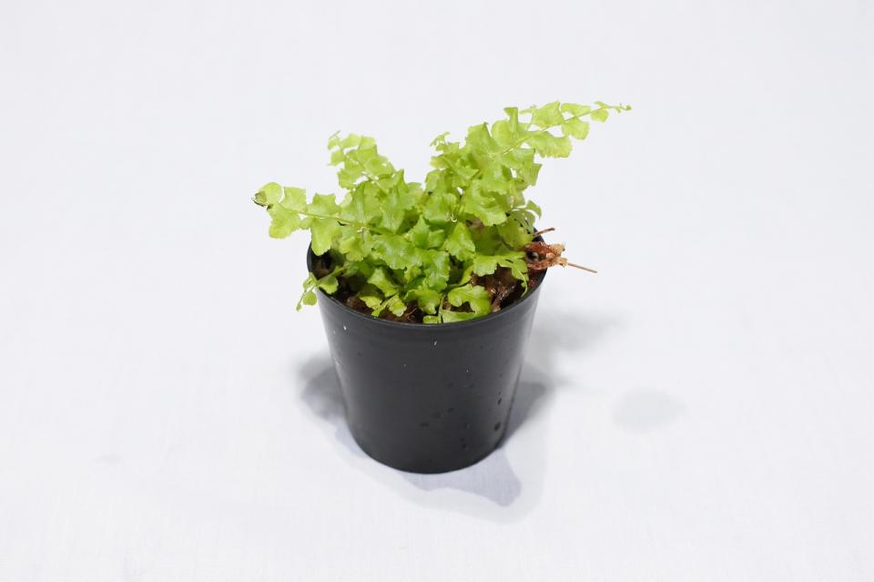 ネフロレピス 'ムラーノ'