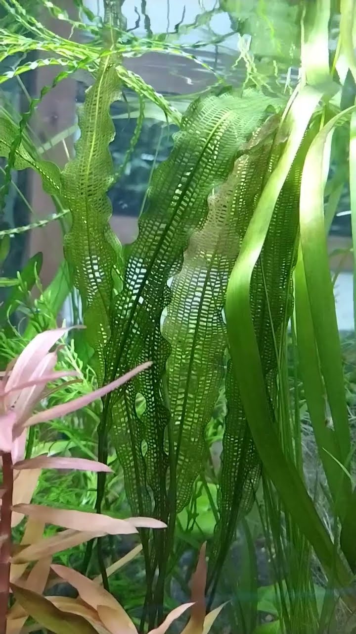 ハイグロ グアネンシス AL