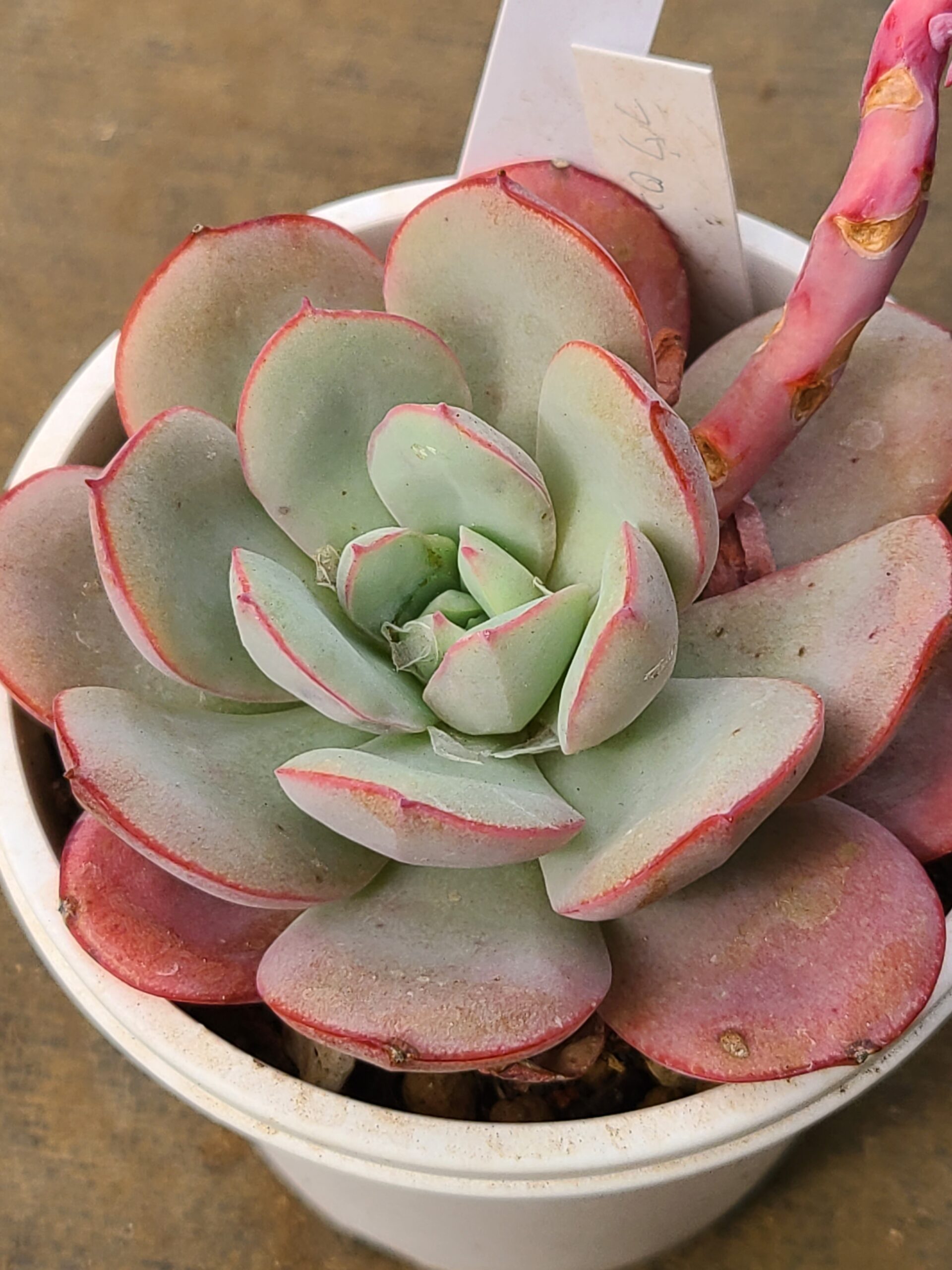 ハイグロ コリンボサ 'NACHIMALE'