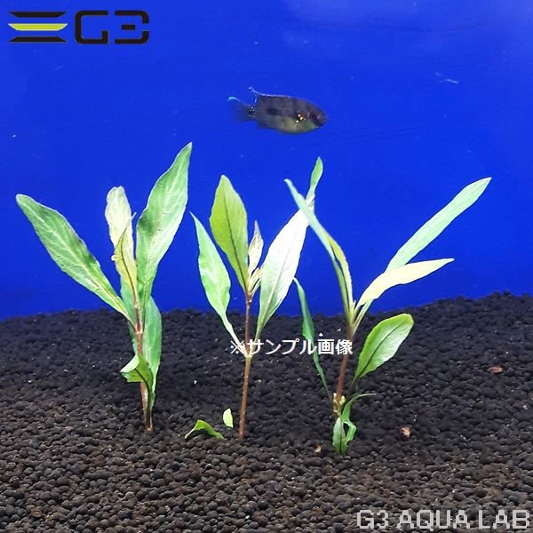 ハイグロ コリンボーサ 斑入り