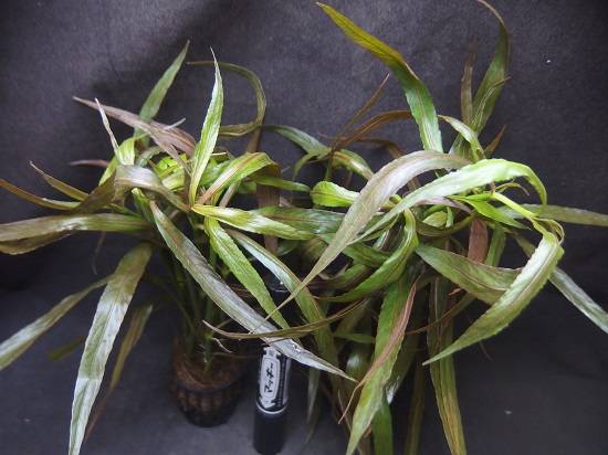 ハイグロ コリンボーサ 'PARAWITOTA'