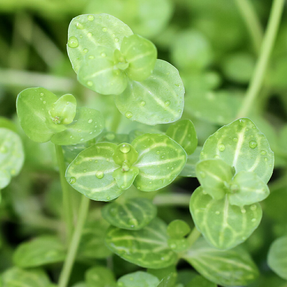 ハイグロ コルダータ 'RED'