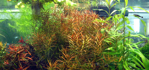 ハイグロ サリチフォリア