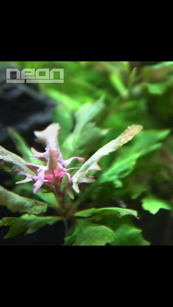 ハイグロ ストリクタ