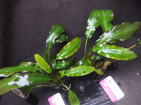 ハイグロ セルフィラム