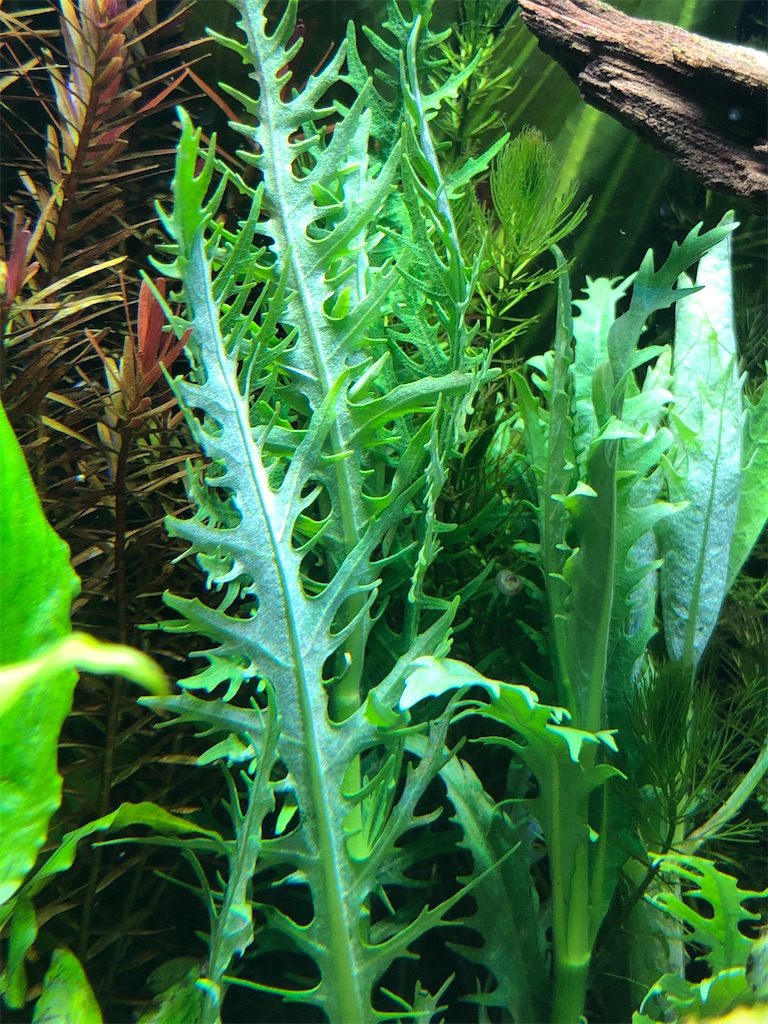 ハイグロ バルサミカ